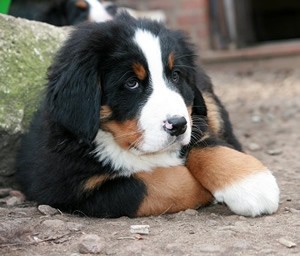 halsband hond.jpg