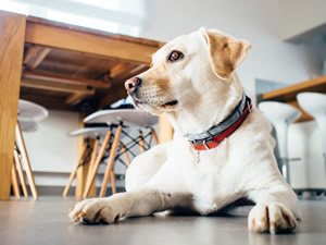 Boek golden retriever.jpg
