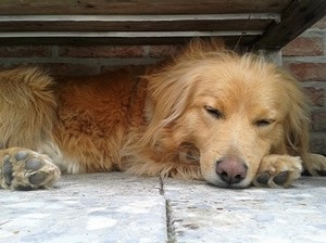 Boek nova scotia trolling retrievers.jpg