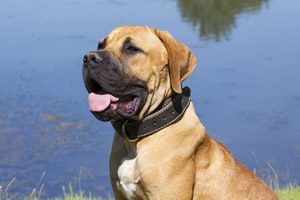 Boerboel waakbord.jpg