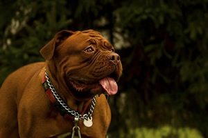 Bordeaux dog waakborden.jpg
