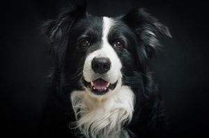 Border-collie-beeldjes.jpg