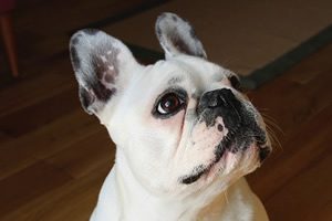 Boston terrier waakbord.jpg