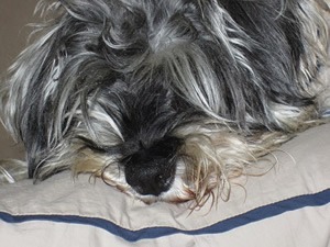 Bouvier waakbord.jpg