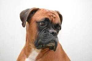Boxer beeldjes.jpg