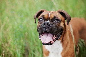 Boxer t shirts.jpg