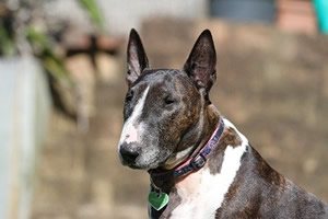 Bull terrier beeld.jpg