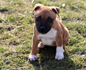 Bullterriër waakwbord.jpg