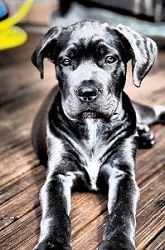 Cane corso t-shirt.jpg