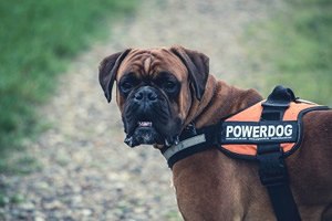 Cane corso waakborden.jpg