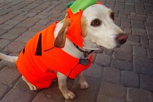Carnavalskleding hond.jpg