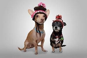 Chihuahuakleding.jpg