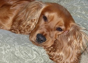 Beagle beeld.jpg
