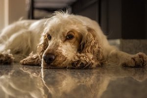 Cocker Spaniel t shirt.jpg