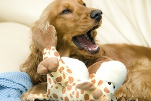 Cocker spaniel urn hond.jpg