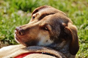 Dekentje hond.jpg