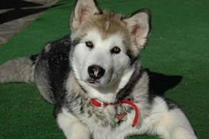 Dermiel wondspray hond.jpg