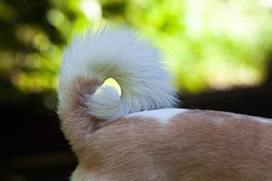 Diarreeremmer honden.jpg