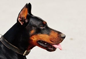 Dobermann beeld.jpg