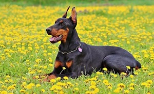 Dobermann t shirt.jpg