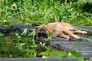 Doctor Bark hondendeken.jpg