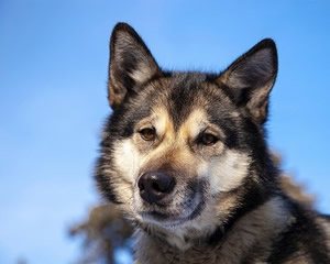 Duitse herder beeldjes (1).jpg