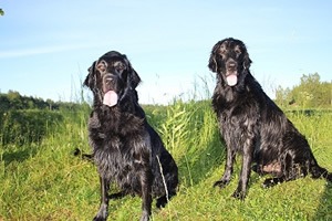 Flatcoated retriever kalender.jpg