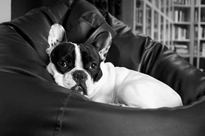 Franse Bulldog t shirt.jpg