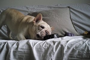 puppy speel goed.jpg