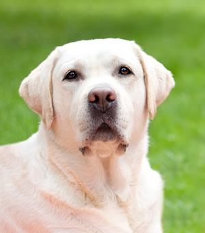 Golden retriever boek.jpg