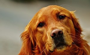 Golden retriever t shirt.jpg