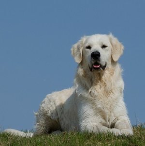 Golden retriever t shirts.jpg