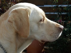 Golden retriever urn hond.jpg