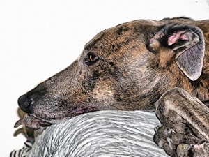 Greyhound t shirt.jpg