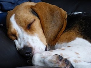 Hond slaapt.jpg