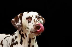 Honden fotolijst.jpg