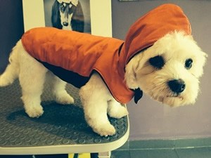 Hoodie.jpg