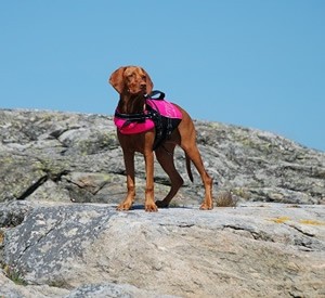 Honden kleding1.jpg
