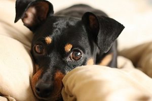 Honden vetbed.jpg