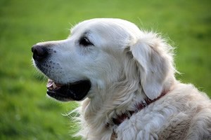 Honden waakborden.jpg