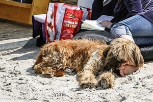 apporteerblok hond.jpg