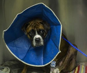 Hondenkragen voor honden.jpg