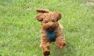 Labradoodle t shirt.jpg