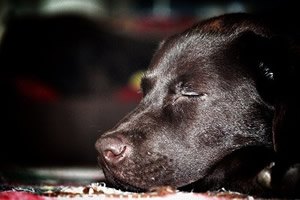 Labrador bench.jpg