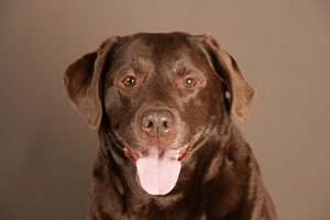 Labrador t shirt.jpg