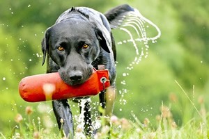 Labrador waakbord.jpg