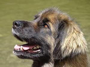 Leonberger t shirt.jpg