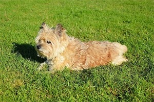 Mandje hond.jpg