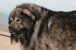 Newfoundlander knuffel.jpg