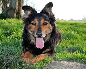 Ogen van de hond.jpg